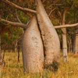 AustralianBaobab_EN-US9505720984_1920x1080