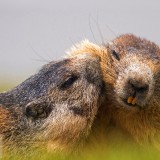 AustrianAlpineMarmots_EN-US9655226026_1920x1080