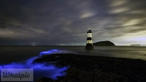 BluePlankton_EN-US9721339029_1920x1080.jpg