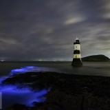 BluePlankton_EN-US9721339029_1920x1080