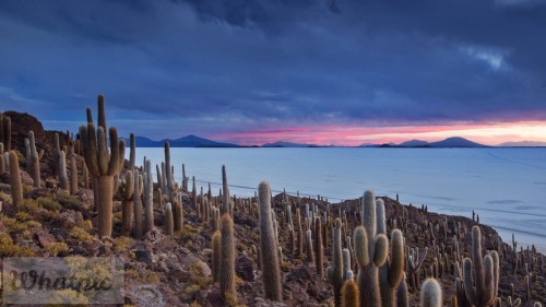CactiIslaPescado_EN-US10949881363_1920x1080.jpg