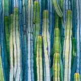 CardonCactus_EN-US9317815400_1920x1080