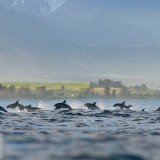 DuskyDolphin_EN-US11918143365_1920x1080