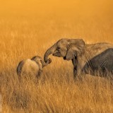 ElephantSibs_EN-US13884552392_1920x1080
