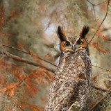 GHOwl_EN-US8360878959_1920x1080