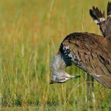 KoriBustard_EN-US8843828523_1920x1080