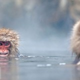 MonkeySoak_EN-US9655680148_1920x1080