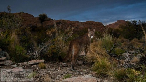 MountainCougar_EN-US12055030894_1920x1080.jpg