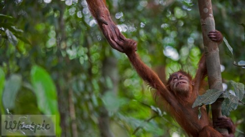 OrangutanBaby_EN-US10532835014_1920x1080.jpg