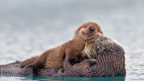 PWSeaOtterPup_EN-US11045133126_1920x1080.jpg