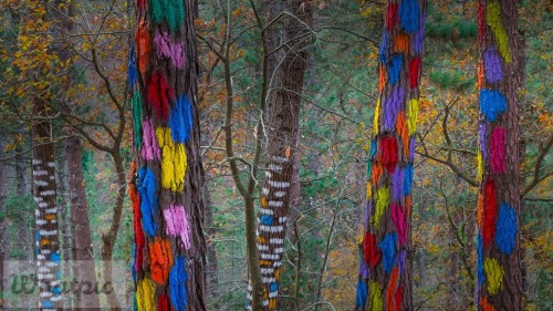 PaintedForest_EN-US5613568462_1920x1080.jpg