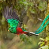 ResplendentQuetzal_EN-US9863376005_1920x1080