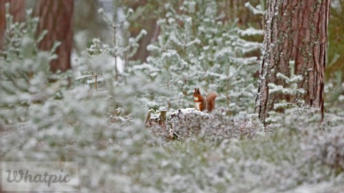 ScotlandSquirrel_EN-US9009066153_1920x1080.jpg