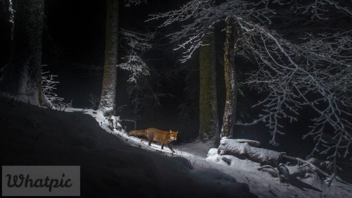 SwissFoxSnow_EN-US12956141356_1920x1080.jpg