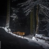 SwissFoxSnow_EN-US12956141356_1920x1080