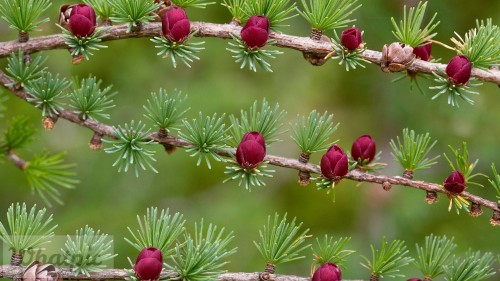 TamarackCones_EN-US12178466392_1920x1080.jpg