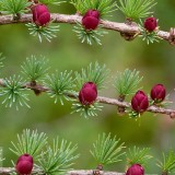 TamarackCones_EN-US12178466392_1920x1080