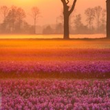 TulipsEquinox_EN-US11642351862_1920x1080