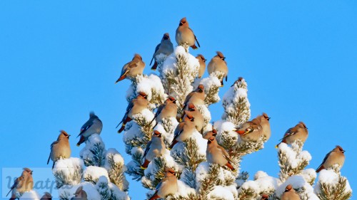 WaxwingFlock_EN-US6364769657_1920x1080.jpg