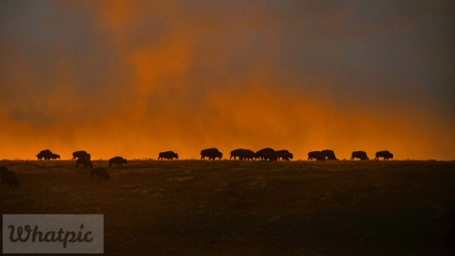 WindCaveBison_EN-US7790107398_1920x1080.jpg