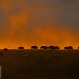 WindCaveBison_EN-US7790107398_1920x1080