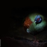 WoodPartridge_EN-US11041638655_1920x1080