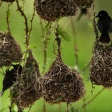 AfricaWeaverbirds_EN-US9680293413_1920x1080