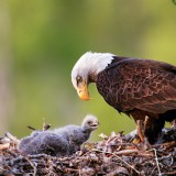 AlaskaEagle_EN-US3628054504_1920x1080