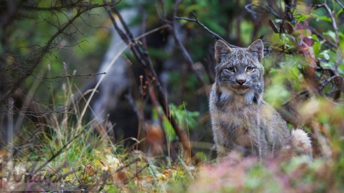 AlaskaLynx_EN-US9313111559_1920x1080.jpg
