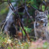 AlaskaLynx_EN-US9313111559_1920x1080