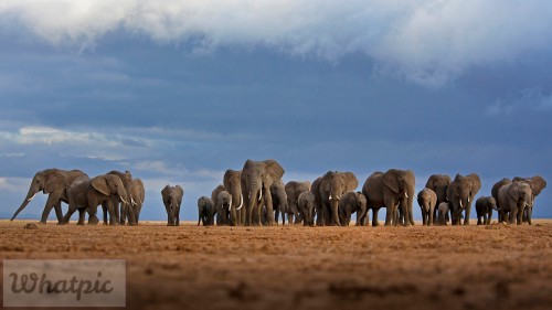AmboseliHerd_EN-US4906595421_1920x1080.jpg