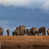 AmboseliHerd_EN-US4906595421_1920x1080