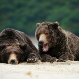 AugustBears_EN-US6742425682_1920x1080