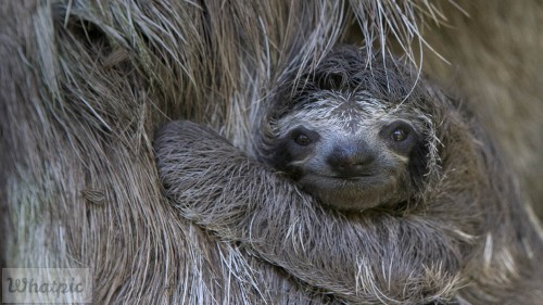 BabySloth_EN-US8463078273_Flight.jpg