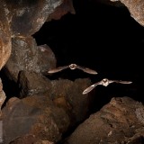 BatCave_EN-US10431235354_1920x1080