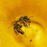 BeeWeek_EN-US3869000893_1920x1080