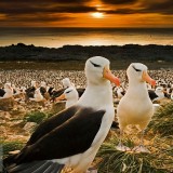 BlackBrowed_EN-US10938591456_1920x1080