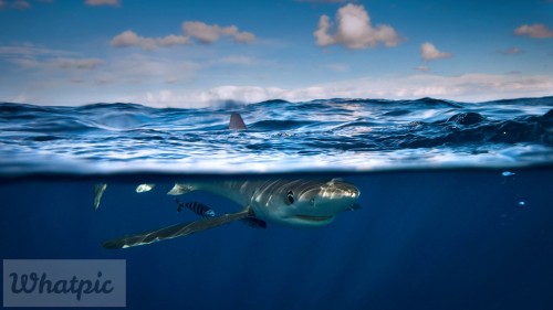 BlueShark_EN-US12265881842_1920x1080.jpg