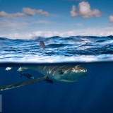 BlueShark_EN-US12265881842_1920x1080