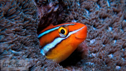 BluestripedFangblenny_EN-US10764047906_1920x1080.jpg