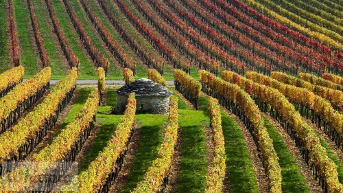 BurgundyVineyards_EN-US11440624167_1920x1080.jpg
