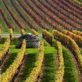 BurgundyVineyards_EN-US11440624167_1920x1080