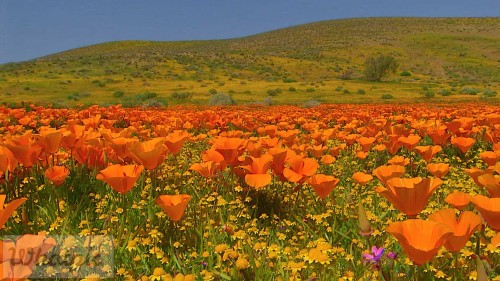 CA_PoppiesGettyRM-693786853_1080_HD_EN-US1677336034.jpg