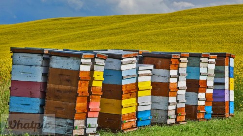 CanolaBeehives_EN-US10699197880_1920x1080.jpg