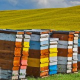 CanolaBeehives_EN-US10699197880_1920x1080