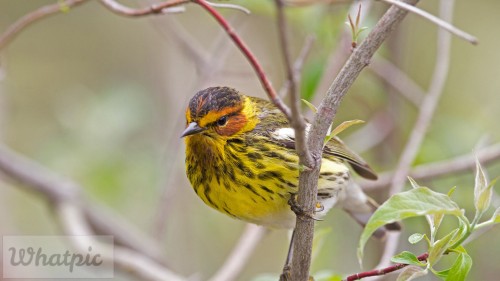 CapeMayWarbler_EN-US3460417256_1920x1080.jpg