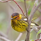 CapeMayWarbler_EN-US3460417256_1920x1080