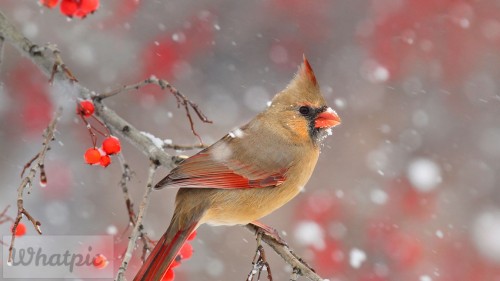 CardinalBerries_EN-US11262203078_1920x1080.jpg