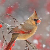 CardinalBerries_EN-US11262203078_1920x1080