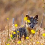 ChannelIslandFox_EN-US8681899783_1920x1080